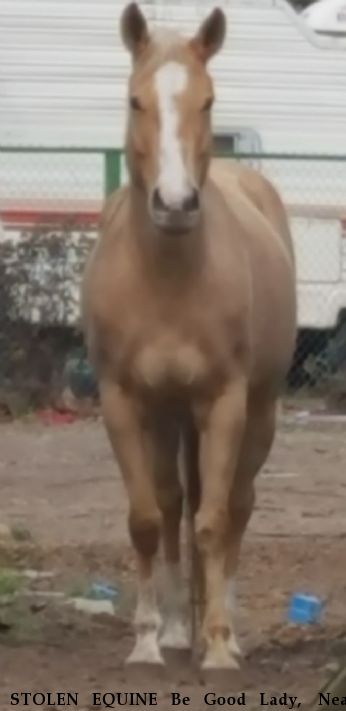 STOLEN EQUINE Be Good Lady,  Near Spring, TX, 77373